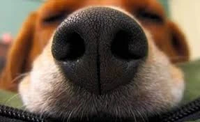 clases de inglés para niños – cool fact perro sabueso olfato